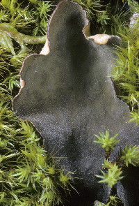 Peltigera scabrosa image