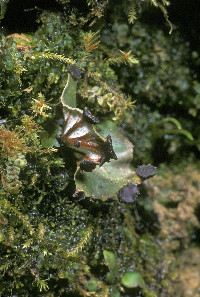 Peltigera venosa image