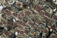 Peltula richardsii image