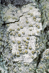 Image of Pertusaria epixantha