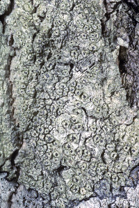 Pertusaria rubefacta image