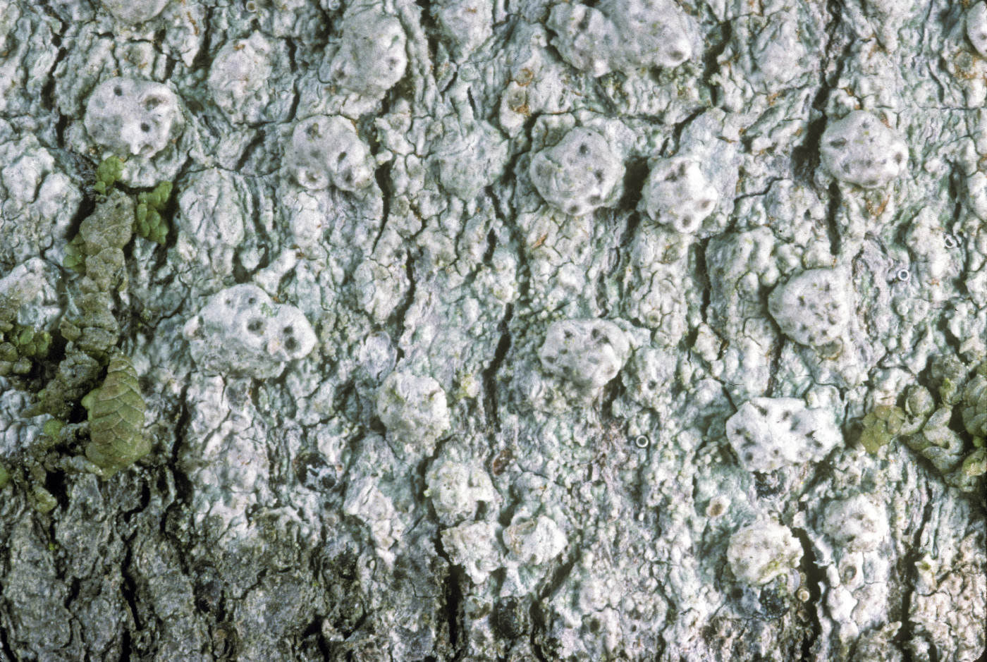 Pertusaria subpertusa image