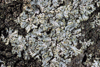 Phaeophyscia hirsuta image