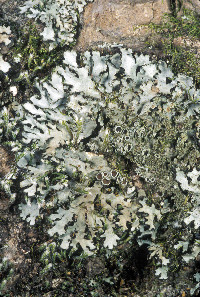 Phaeophyscia hispidula image