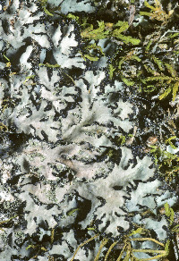 Phaeophyscia hispidula image