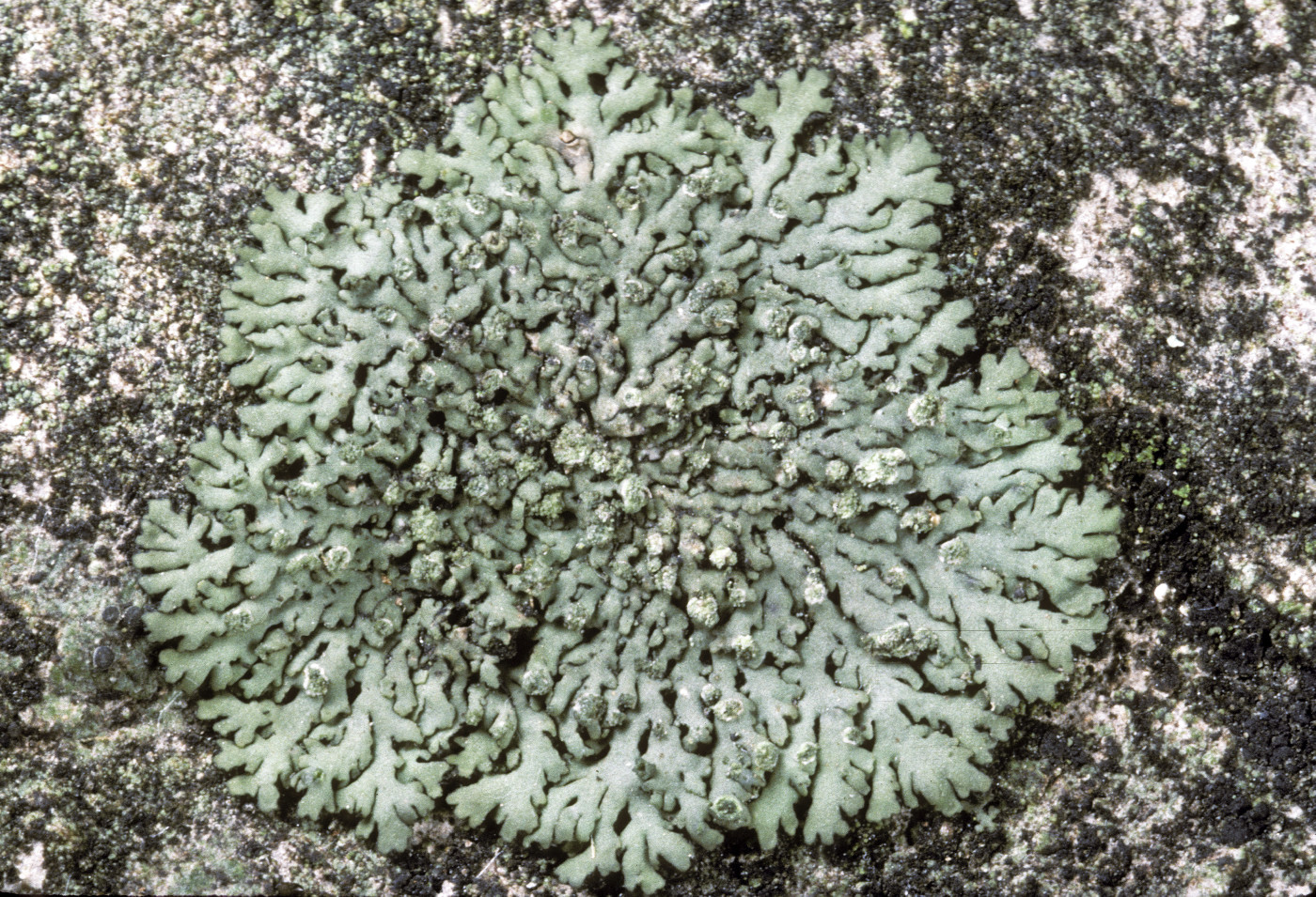 Phaeophyscia insignis image