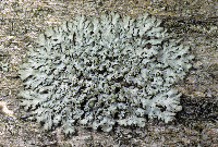 Phaeophyscia rubropulchra image