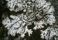 Physcia phaea image