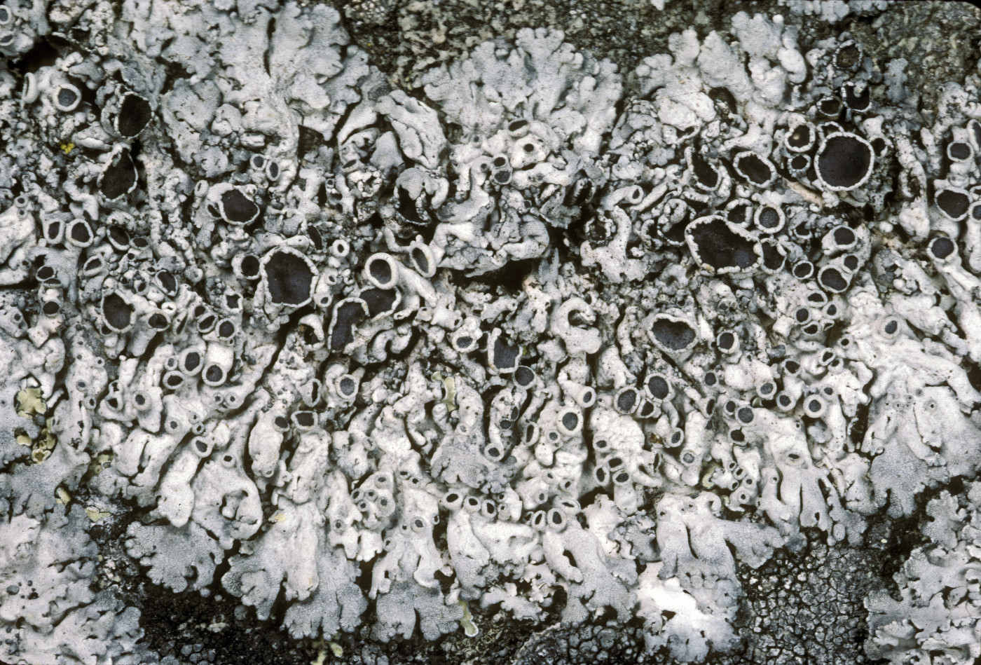 Physcia phaea image