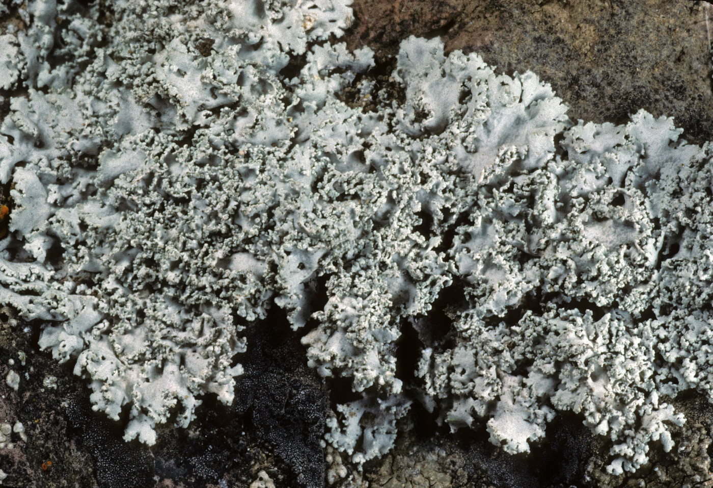 Physcia tribacia image