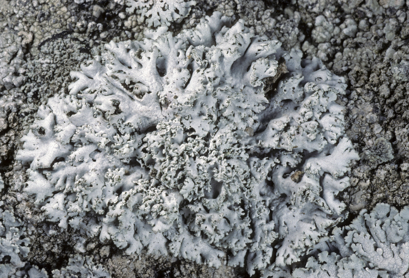 Physcia tribacia image