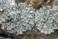 Physcia tribacia image