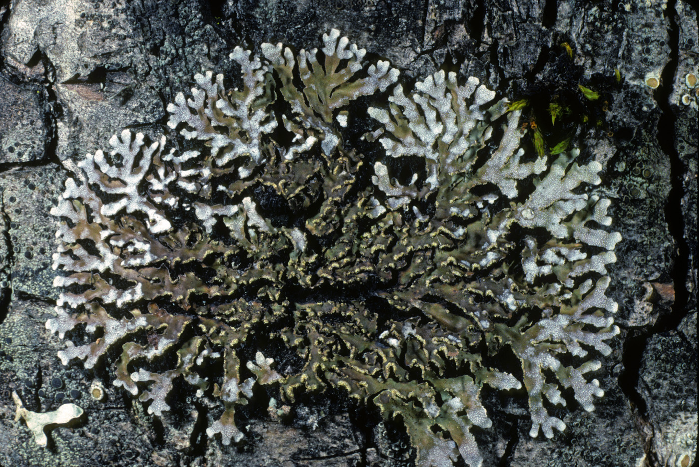 Physconia enteroxantha image