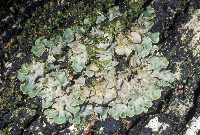 Placidium arboreum image