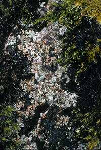 Image of Lecanora gelida