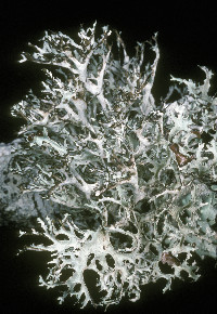 Platismatia stenophylla image