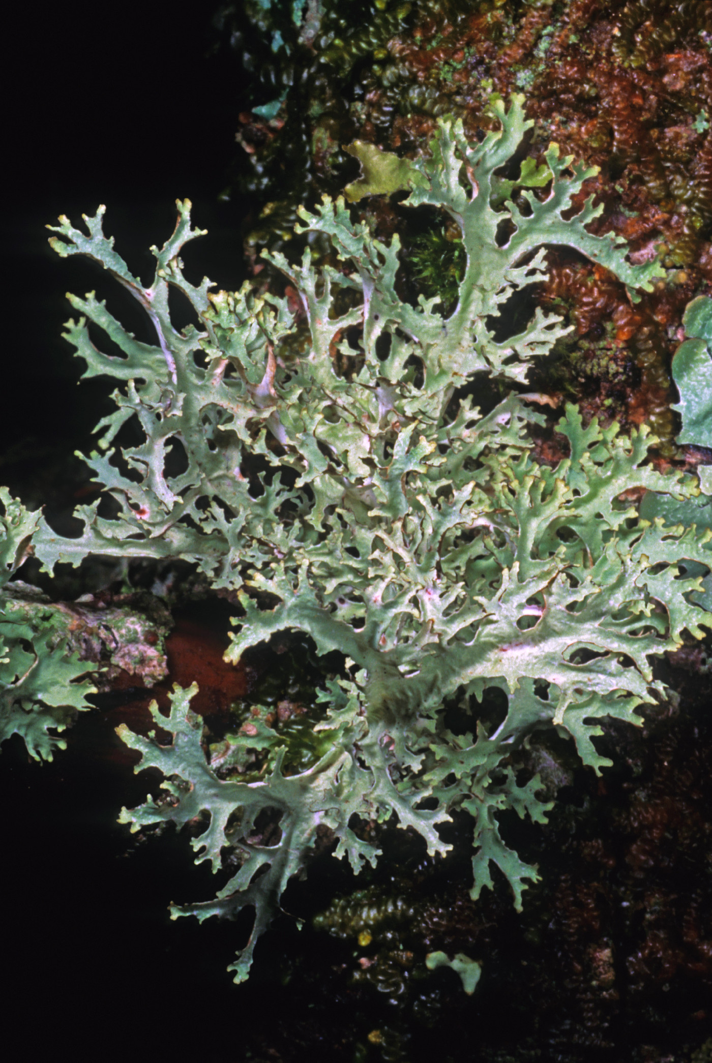 Platismatia stenophylla image