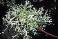 Platismatia stenophylla image