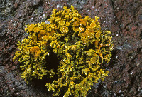 Image of Caloplaca coralloides