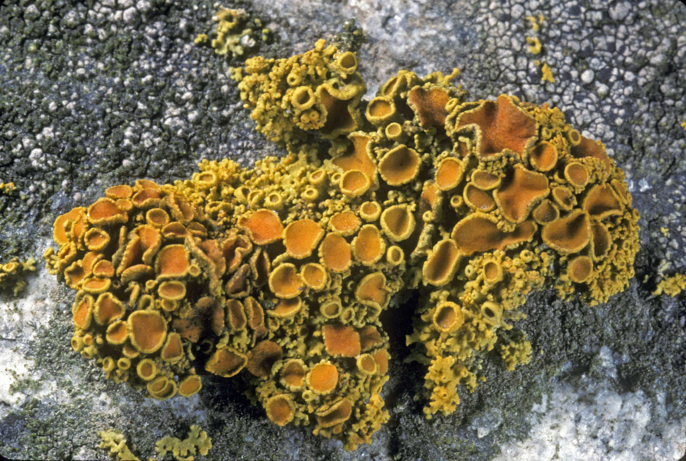 Polycauliona polycarpa image