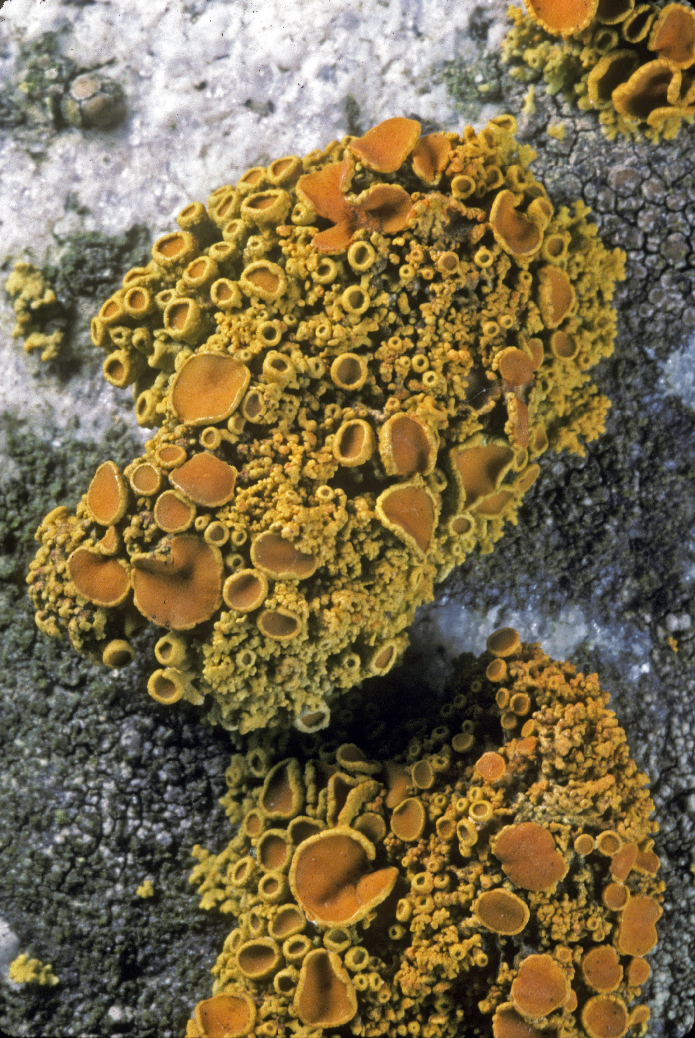 Polycauliona polycarpa image