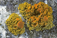 Polycauliona polycarpa image