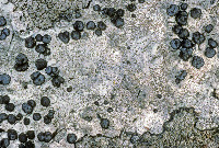 Porpidia carlottiana image