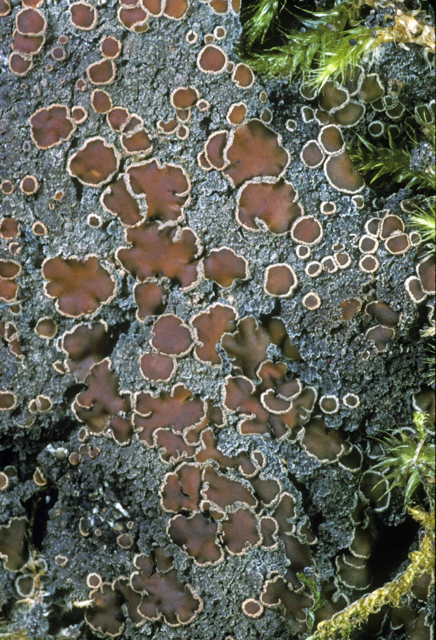 Protopannaria image