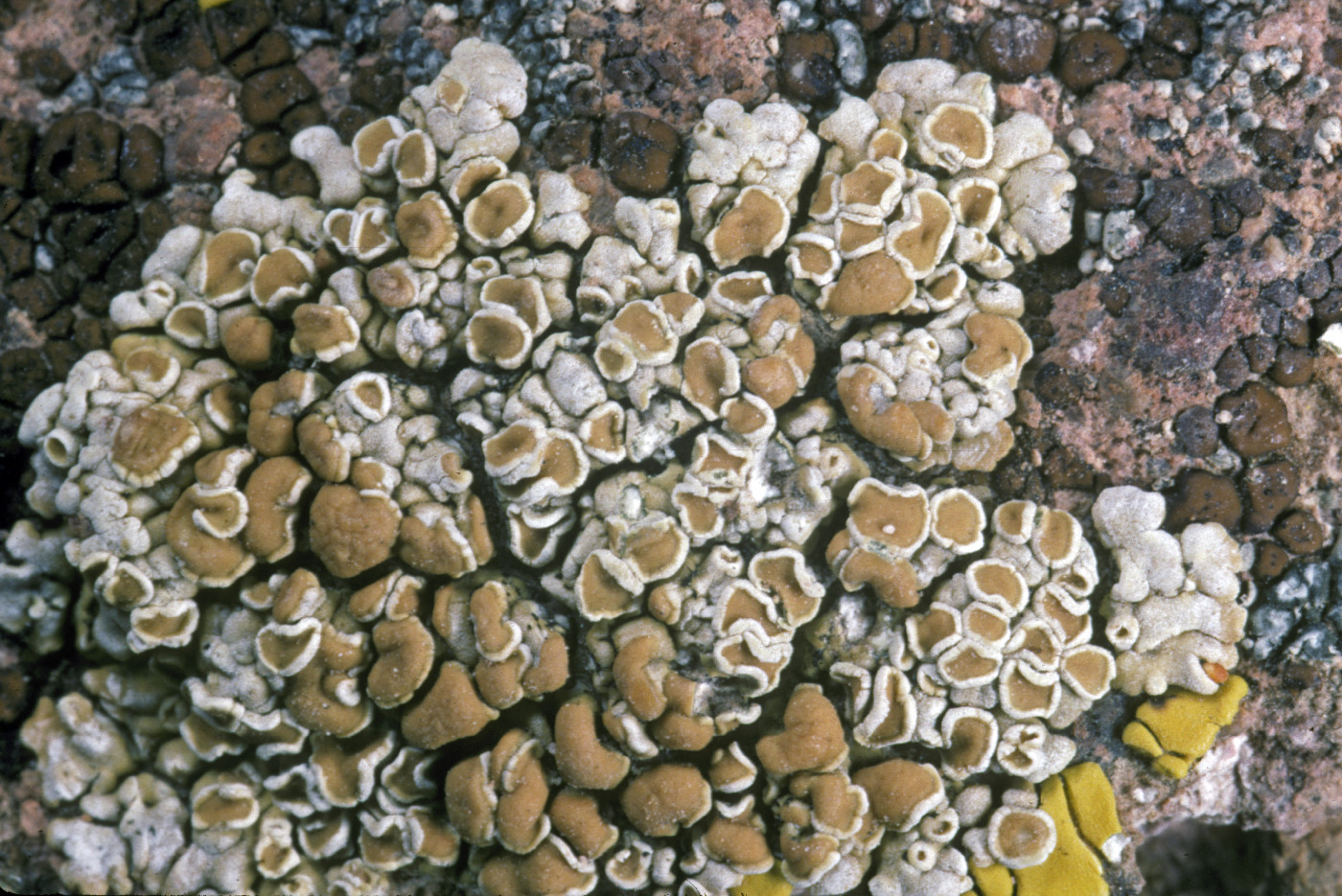 Protoparmeliopsis kofae image