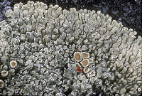 Image of Lecanora muralis