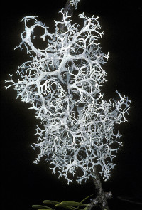 Pseudevernia cladonia image