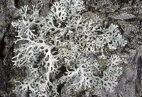 Pseudevernia intensa image