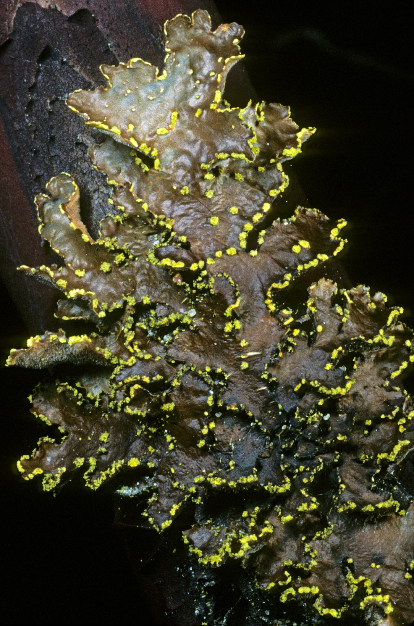 Pseudocyphellaria crocata image