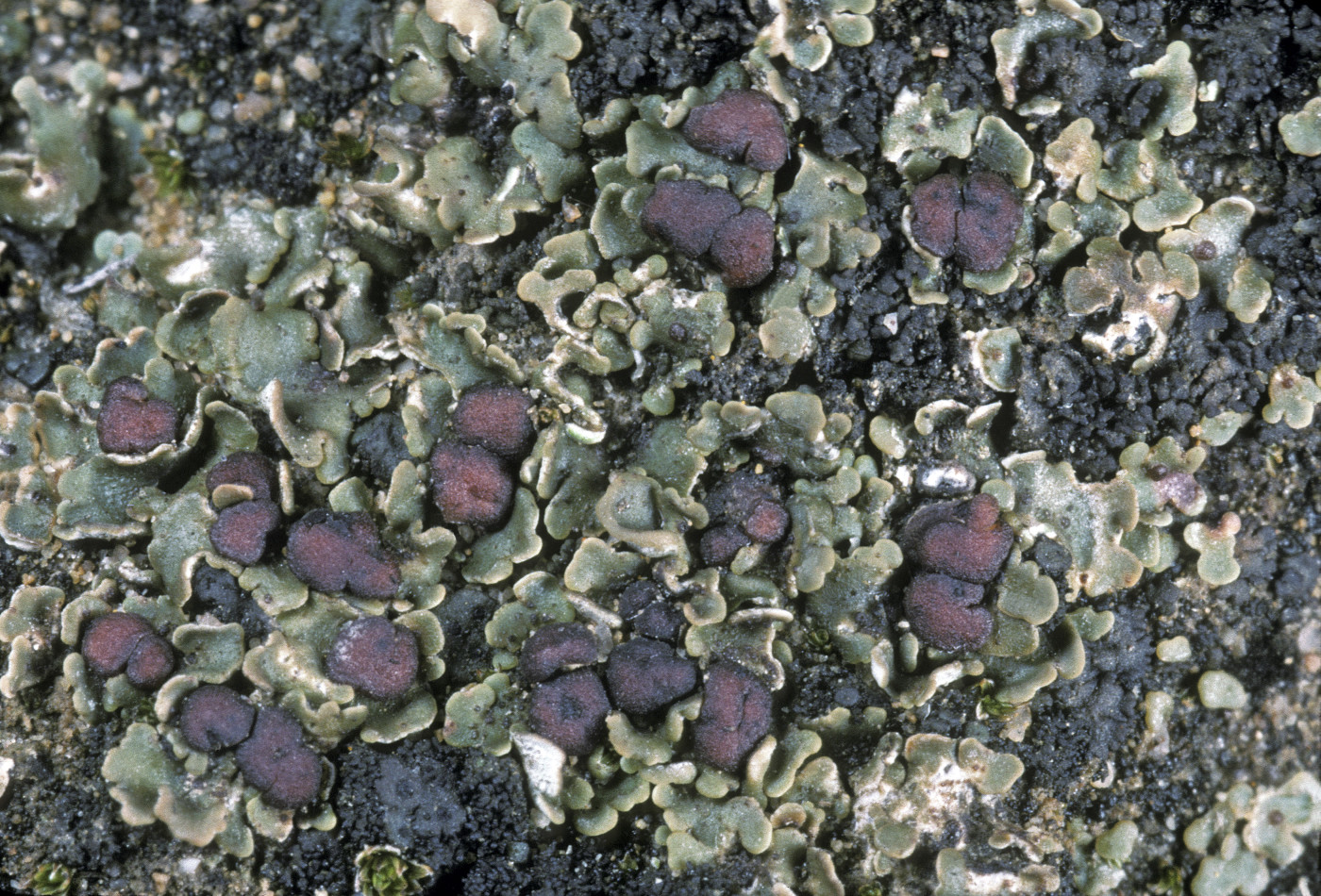 Psora pacifica image