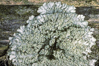 Pyxine subcinerea image