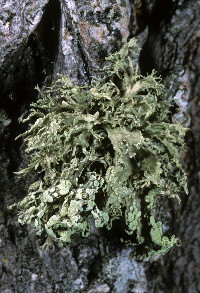 Ramalina farinacea image