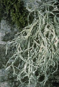 Ramalina farinacea image