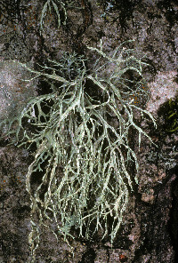 Ramalina farinacea image