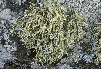 Ramalina intermedia image