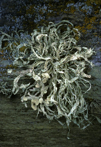 Ramalina leptocarpha image