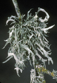 Ramalina leptocarpha image