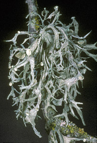 Ramalina leptocarpha image