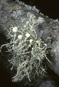 Ramalina leptocarpha image