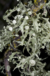 Ramalina leptocarpha image