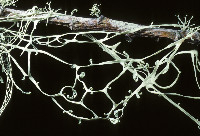 Ramalina menziesii image