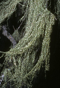 Ramalina menziesii image