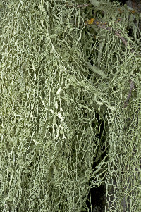 Ramalina menziesii image