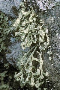 Ramalina obtusata image