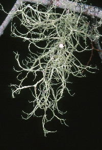 Ramalina stenospora image