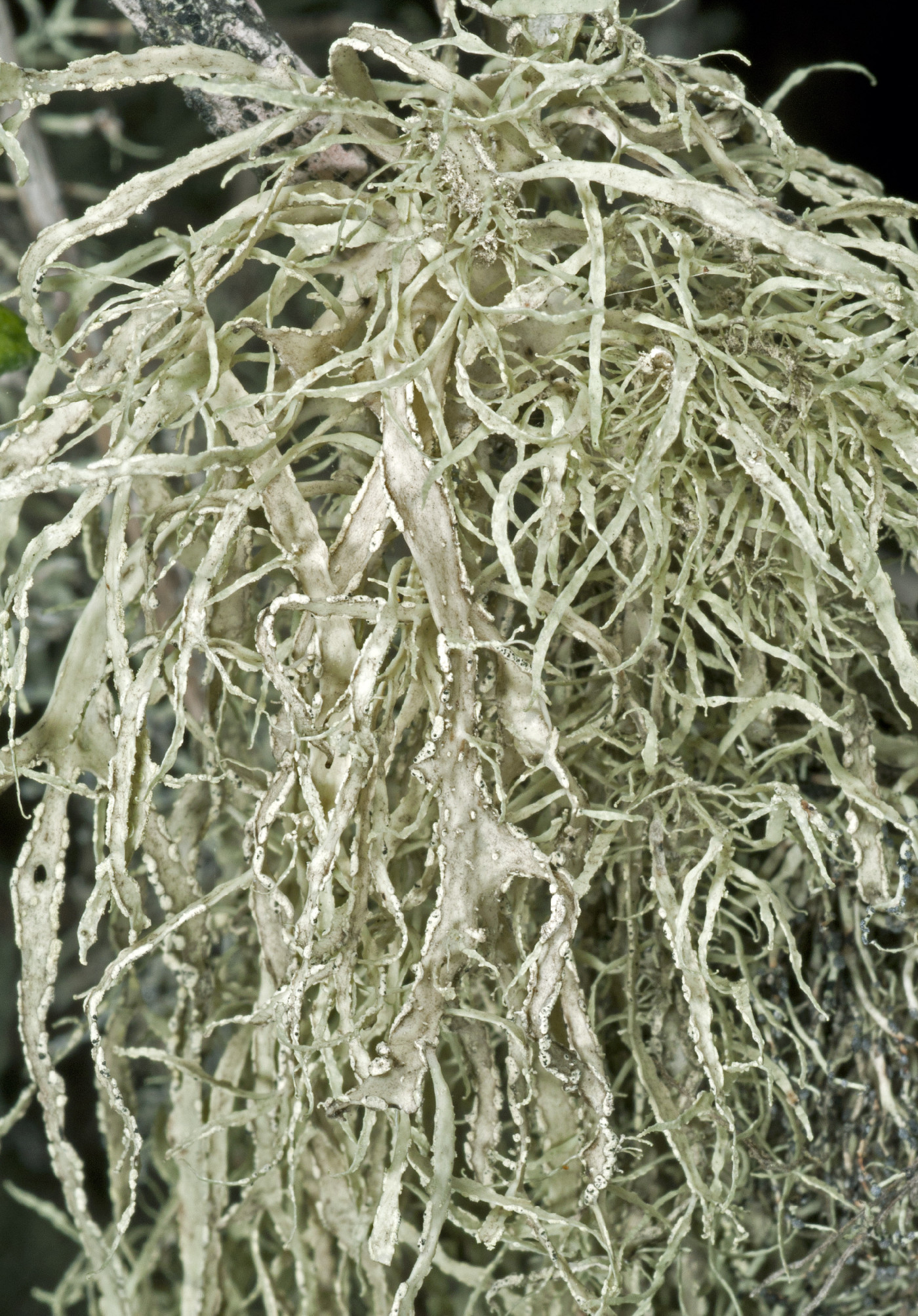 Ramalina subleptocarpha image